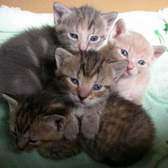 Cat Care