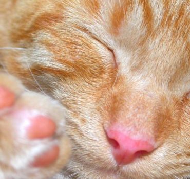 Cat client from Pet Partners
