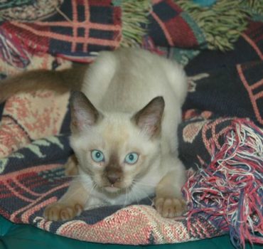 Cat client playing on blanket - Pet Partners