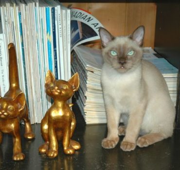 Cat client posing for photo - Pet Partners