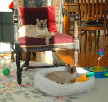 Cat clients lounging on chair and cat pillow - Pet Partners