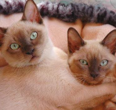 Cat clients relaxing - Pet Partners