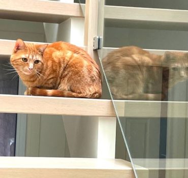 Cat sitting on the stairs watching everyone go by - Pet Partners