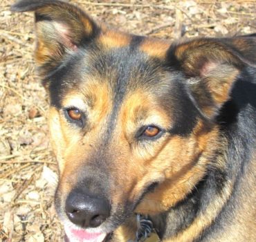Dog client - Toronto - Pet Partners
