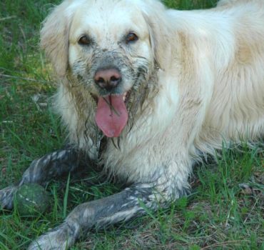 Dog client from Pet Partners