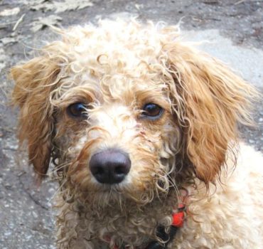 Dog client walking - Pet Partners