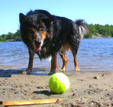 Dog playing with ball - Pet Partners