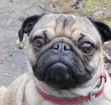 Dog walking services - Pet Partners
