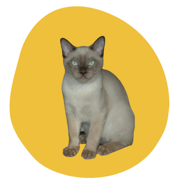 Pet Partners Cat Image for Rates section on website