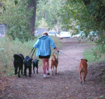 Pet Partners Staff walking dogs