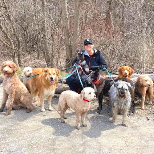 Pet Partners staff group walking dogs - dog pet care