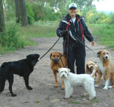 Pet Partners staff walking group of dogs