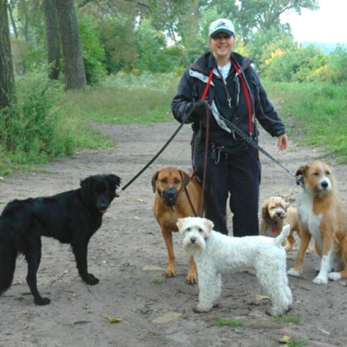 Pet Partners staff walking group of dogs