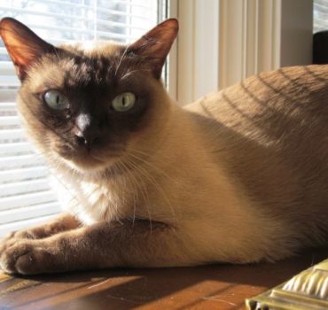 cat lounging in window with the sun - Pet Partners