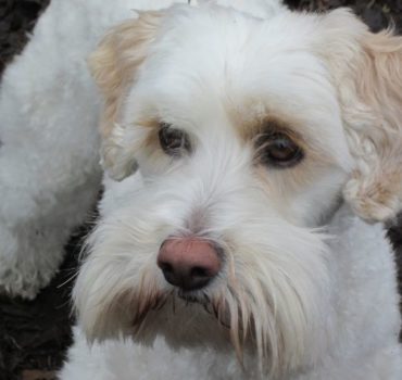 dog client pet services - Pet Partners