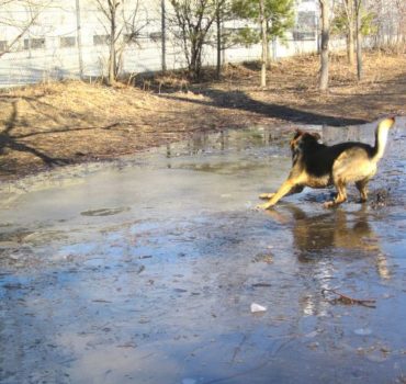 dog client playing in the water - Pet Partners