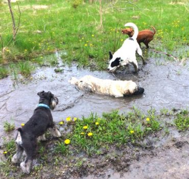 dogs playing in the puddles - Pet Partners