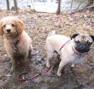 fall walking with dog clients - Pet Partners