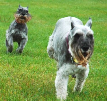 two dog clients playing - Pet Partners