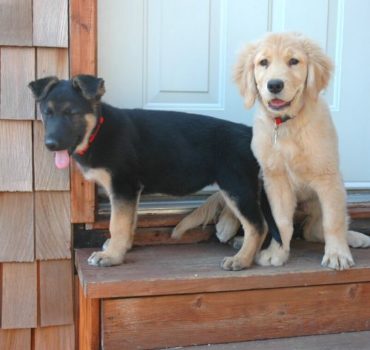 two dogs sitting on the stoop together - Pet Partners