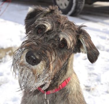 winter walking with dog client - Pet Partners